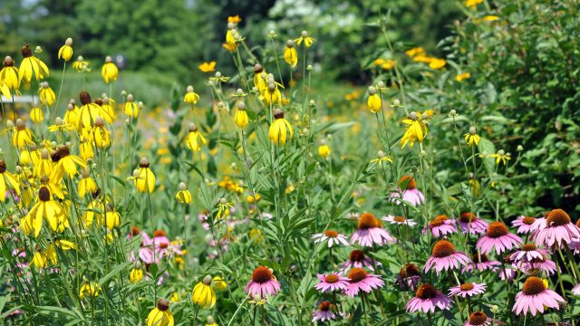Last-Minute July Gardening: Essential Plants for Your Yard