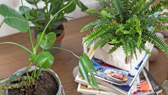 Innovative Gardening Tips to E
