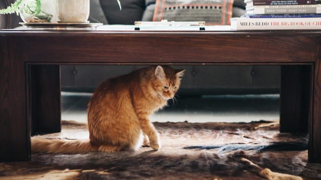 Transforming Litter Box Experience: Stylish Hiding Solutions