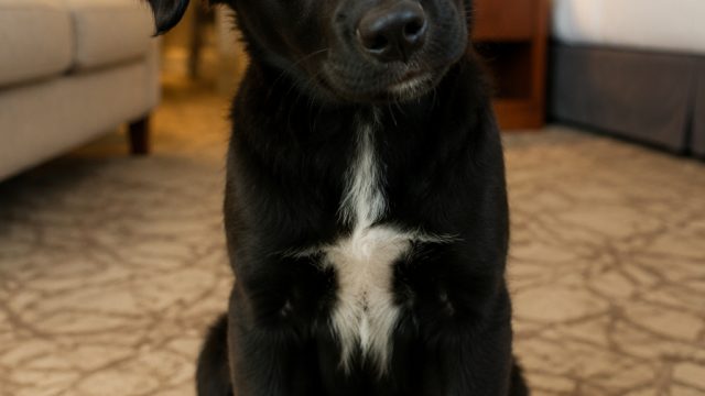 Introducing Timmy: A Loving Co